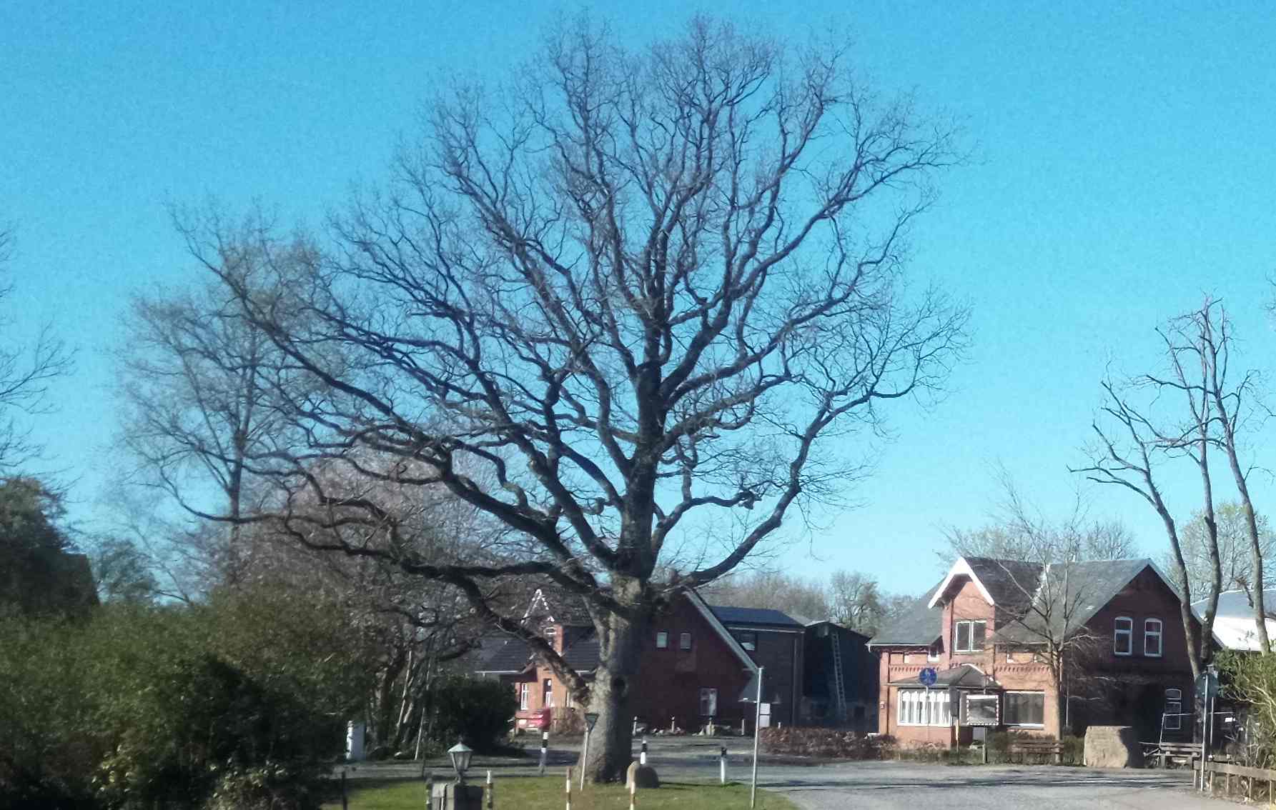 Eiche im April 2025